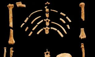 Lucy titkai: a 3,2 millió éves felfedezés, amely átírta az emberi evolúció történetét