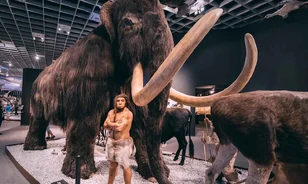 Több száz kilométert vándoroltak a neandervölgyiek által elejtett őselefántok