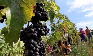 Hatszáz éve változatlan a pinot noir