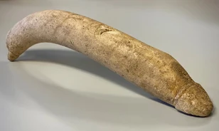 Egyedülálló római csontfallosz került elő egy raktárból