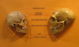 Genetikai okok miatt halhattak ki a neandervölgyiek 