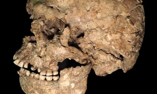 Erőszak nyomait azonosították egy ősi Homo sapiens állkapcsán