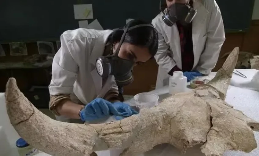 Már a neandervölgyi ember is gyűjtött vadásztróféákat