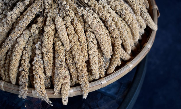 A neolitikum szuperélelmiszere volt a kujáviai köles