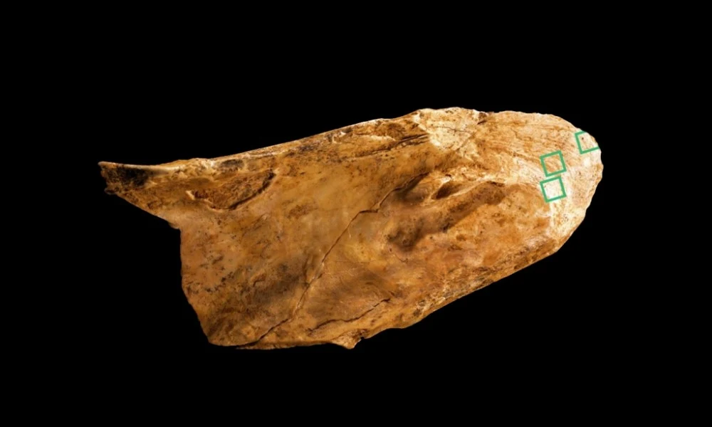 A kőkorszaki ember nem volt fejlettebb a neandervölgyitől