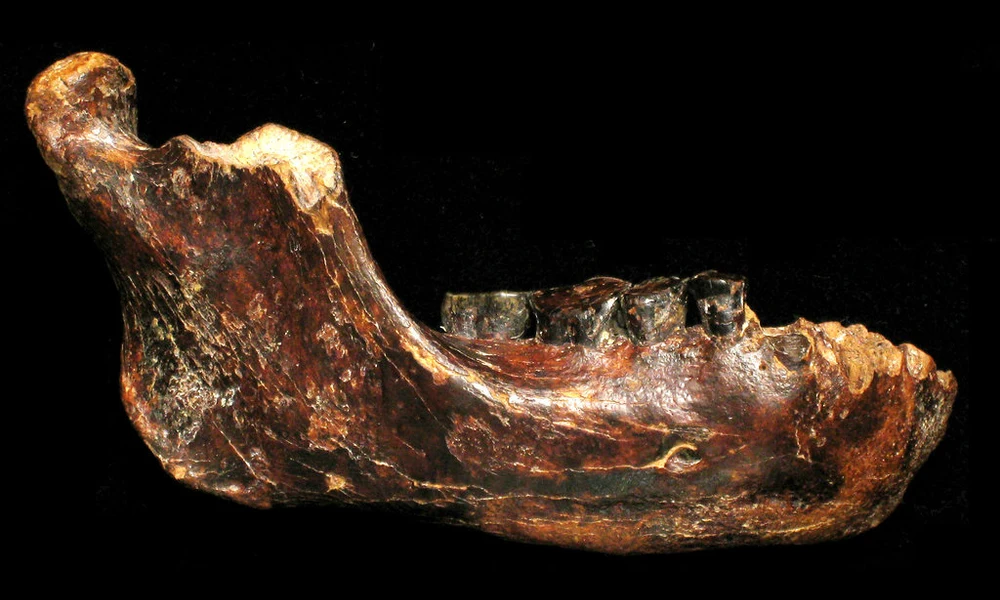 A penghui ember állkapcsa