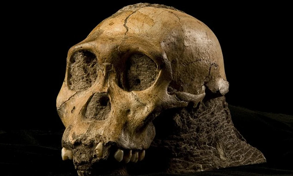 Az Australopitechus sediba koponyája
