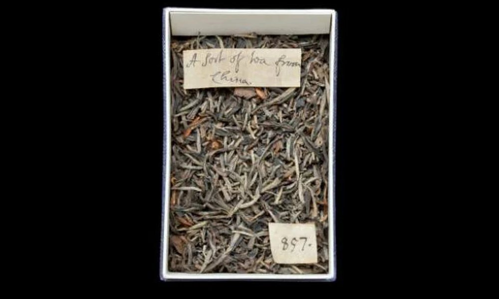 A legkorábbi Nagy-Britanniába érkezett tea