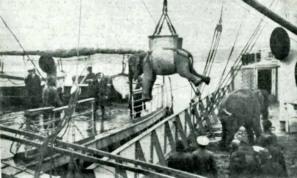 Juliát így rakták fel a kompra 1923. július 7-én