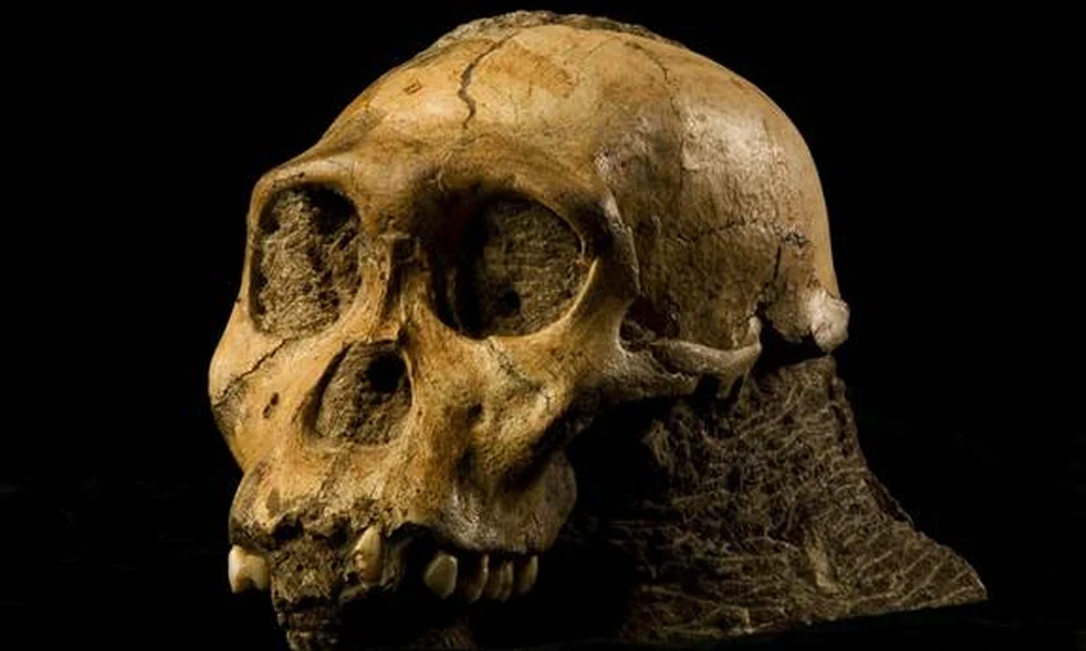 Az Australopitechus sediba