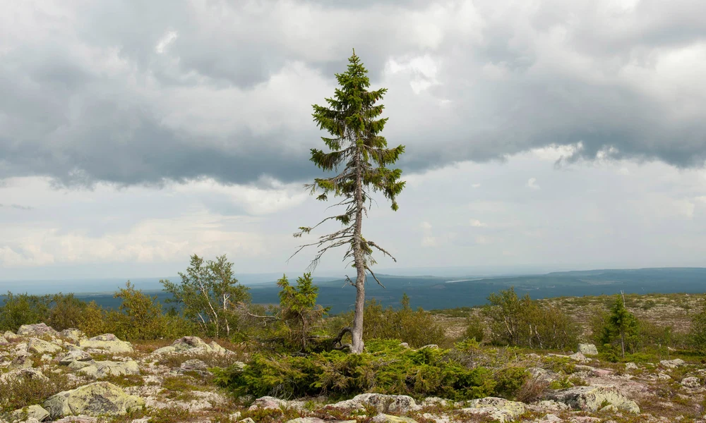 Old Tjikko