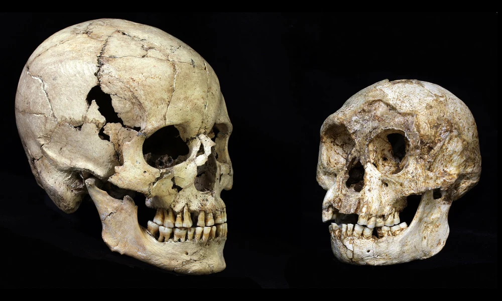Egy Homo sapiens és egy Homo Floresiensis koponyája