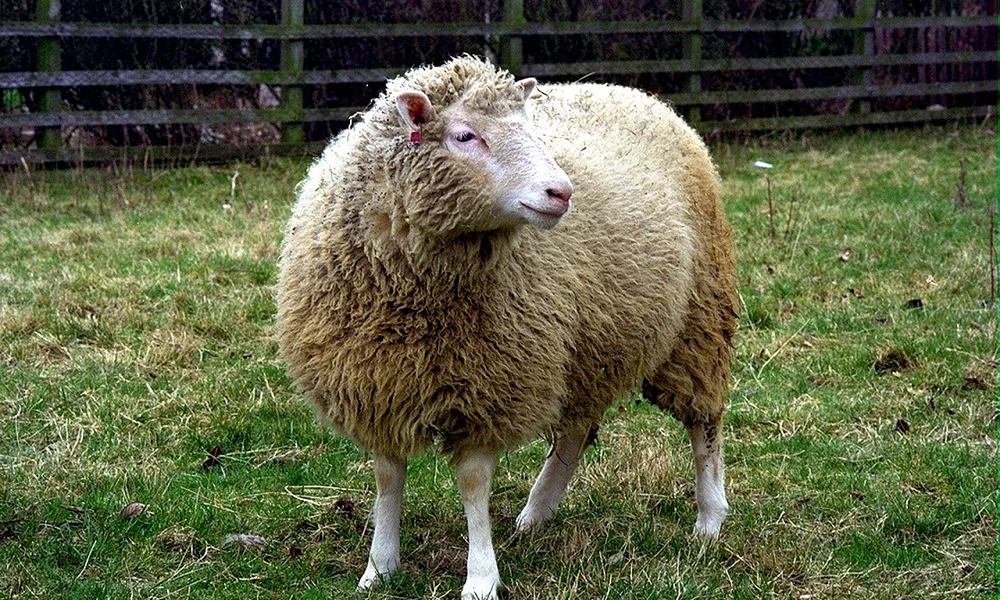 Dolly