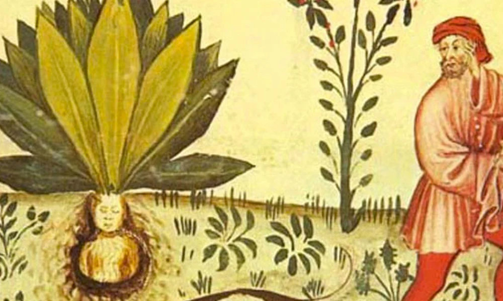 Mandragóra-ábrázolás a középkorból