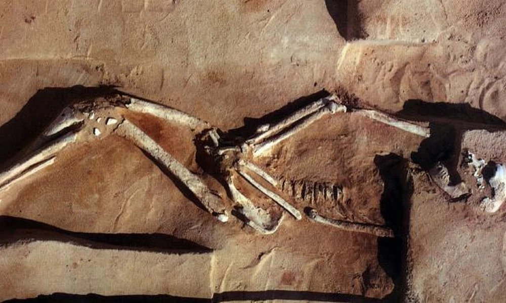 Mungo Man