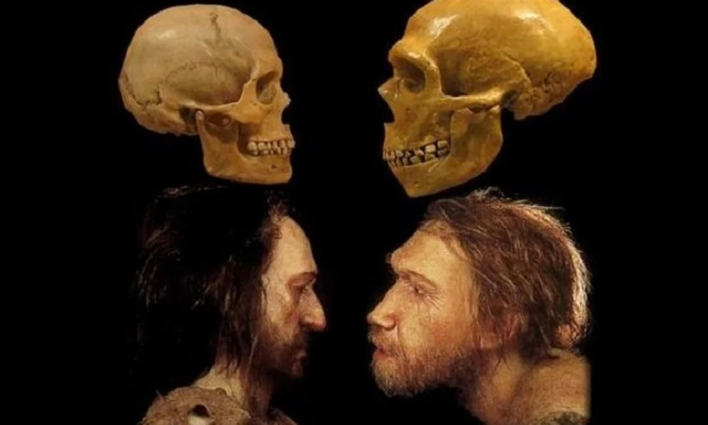 A Homo sapiens és a neandervölgyi ember koponyái