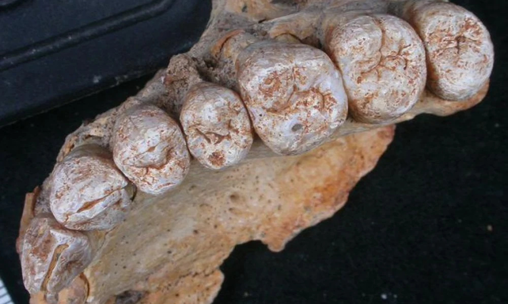 Homo sapiens állkapocscsont