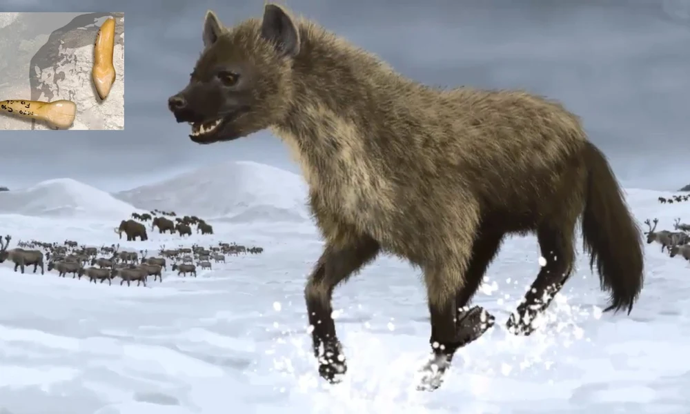 Barlangi hiéna