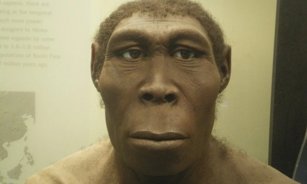 Homor erectus