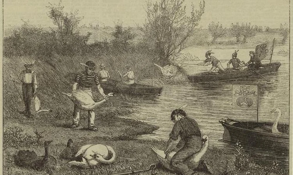 Hattyúszámlálás a Temzén 1875-ben