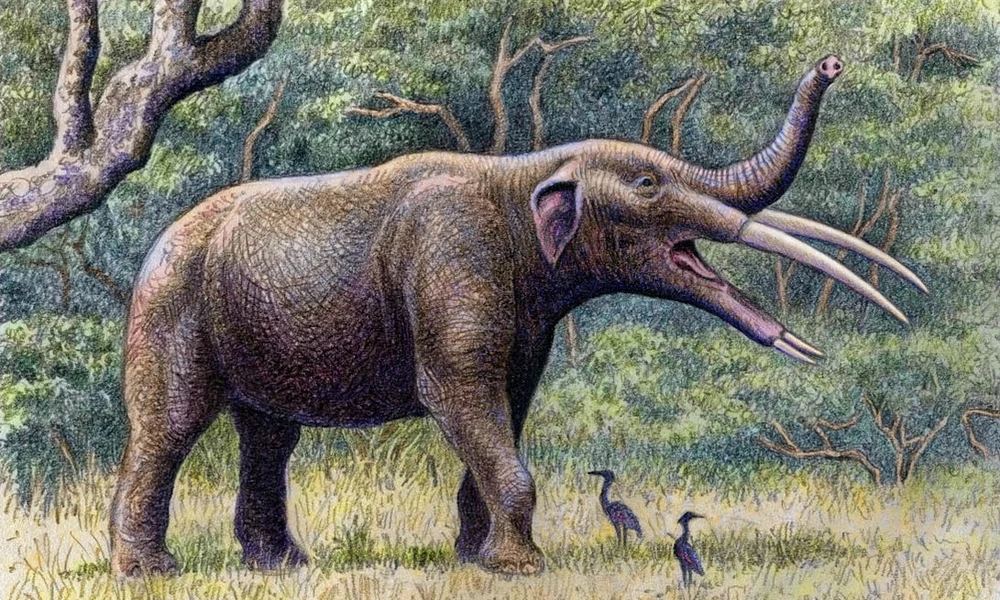 Gomphotherium angustidens