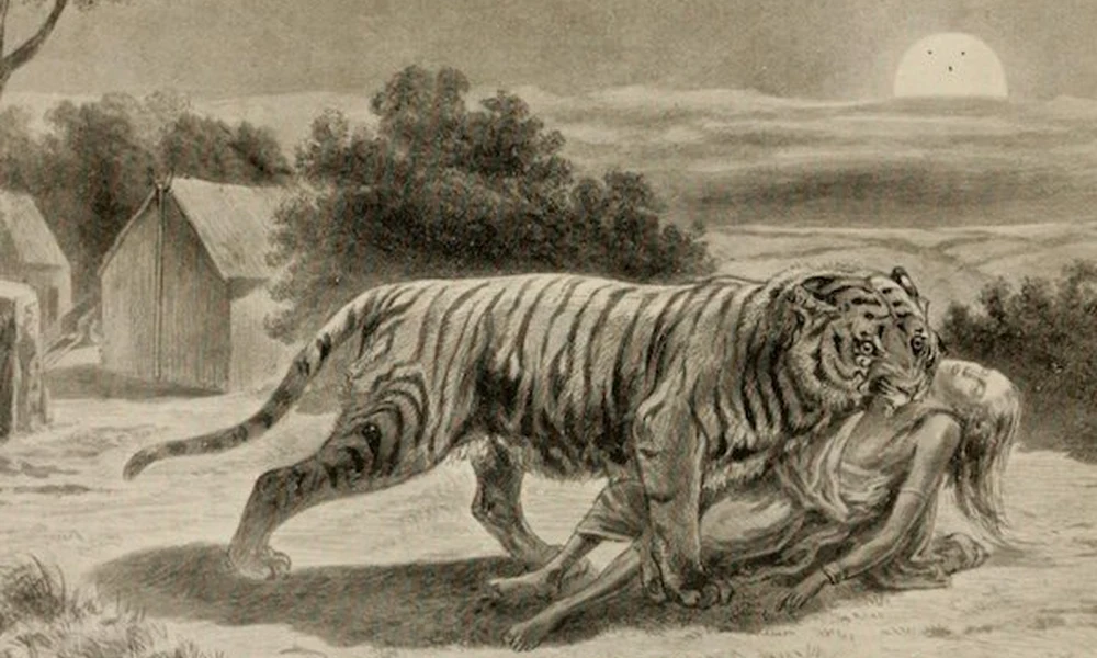 Emberevő tigris