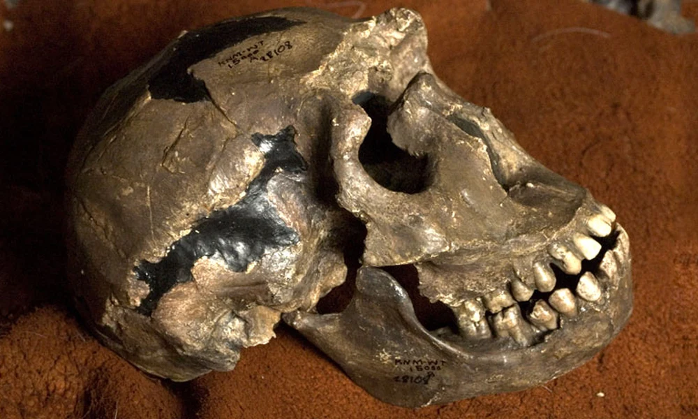 Homo erectus