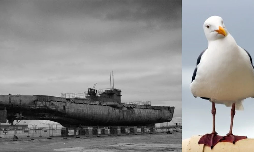 Egy U-boot és egy sirály