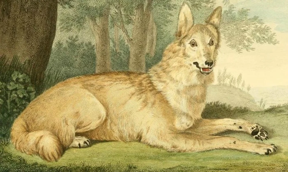 farkas