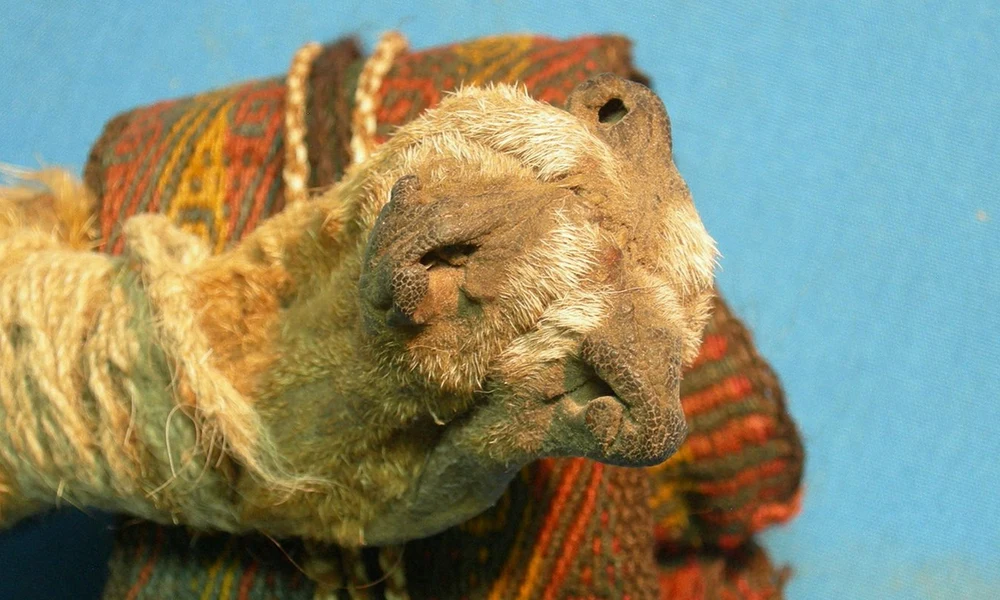 tasak