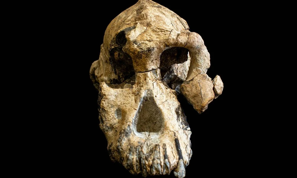 Australopithecus anamensis