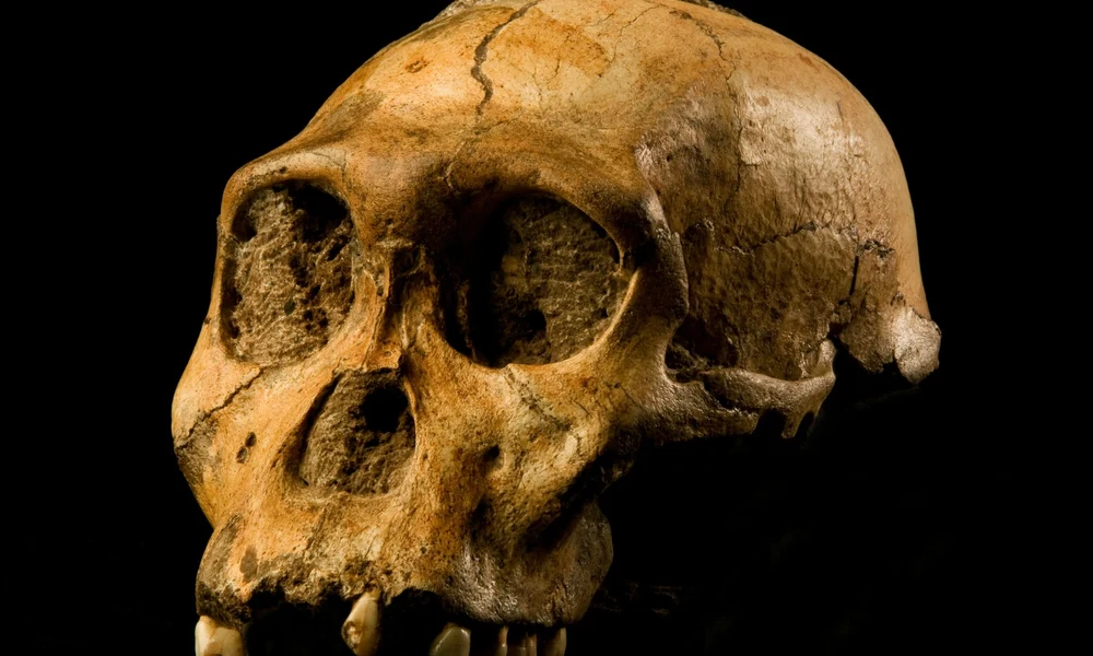 Australopithecus sediba