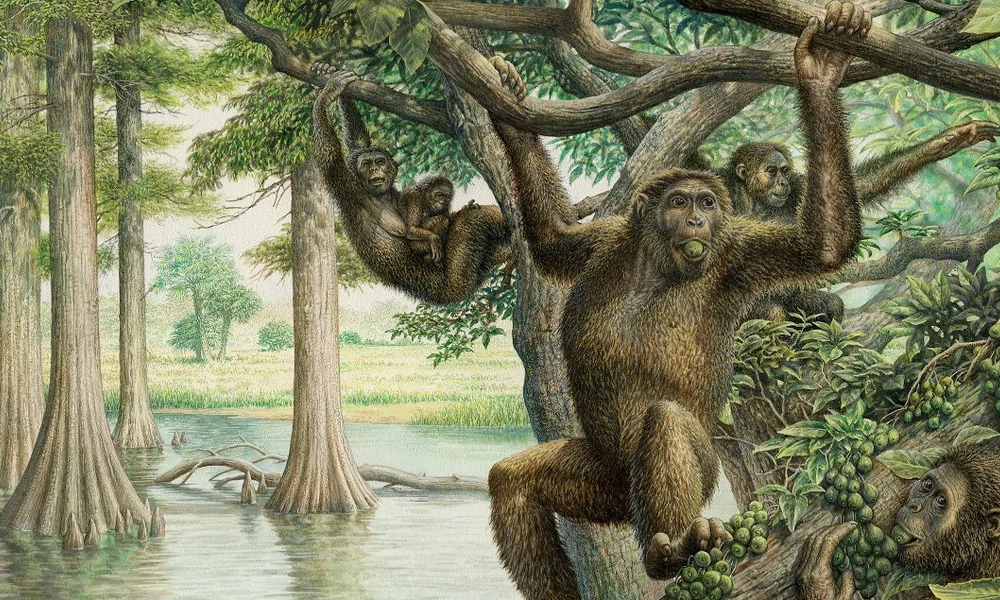 Rudapithecus