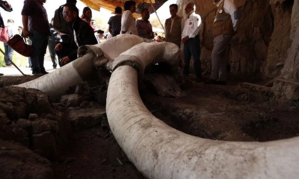 mamut