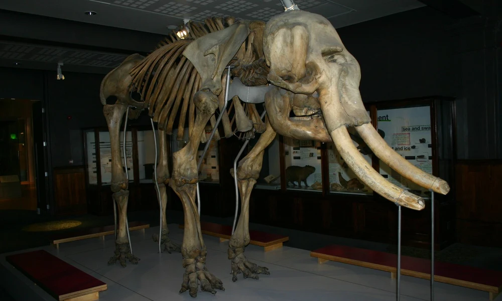mamut