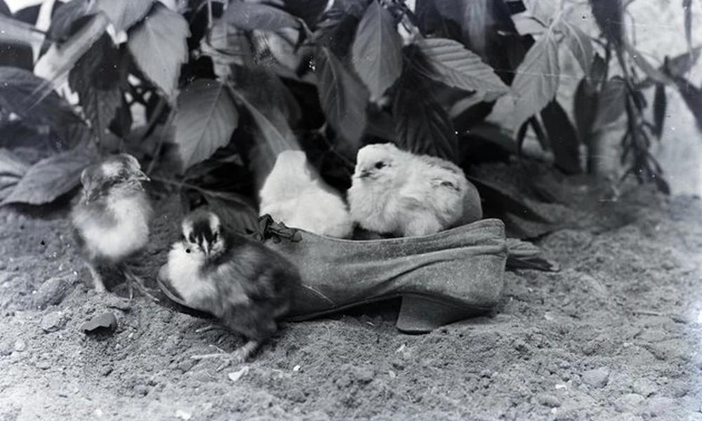 Kiscsibék egy cipőben, 1917
