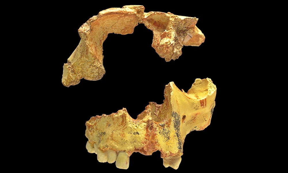 Homo antecessor 