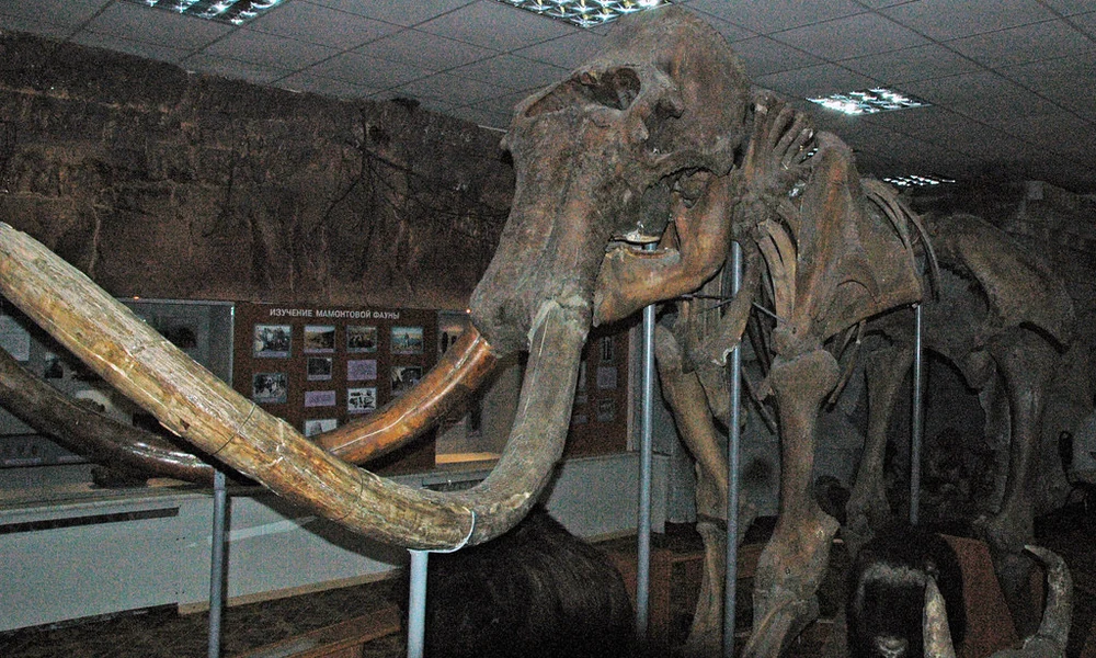 mamut