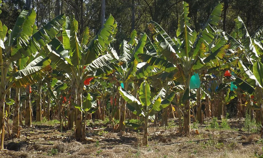 banán
