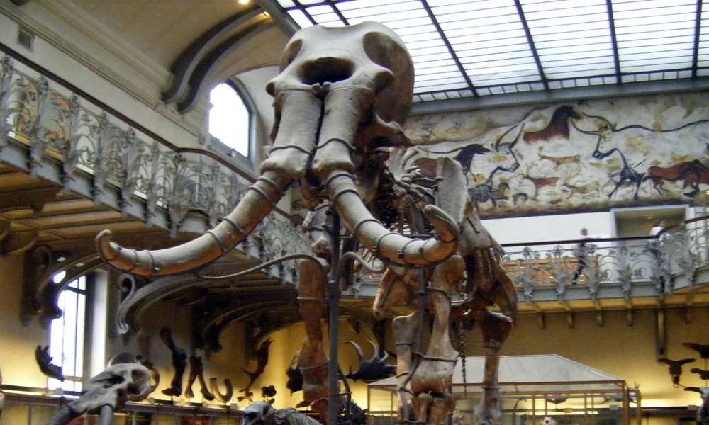 mamut