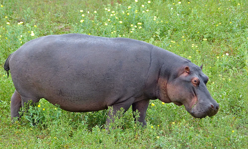 Víziló