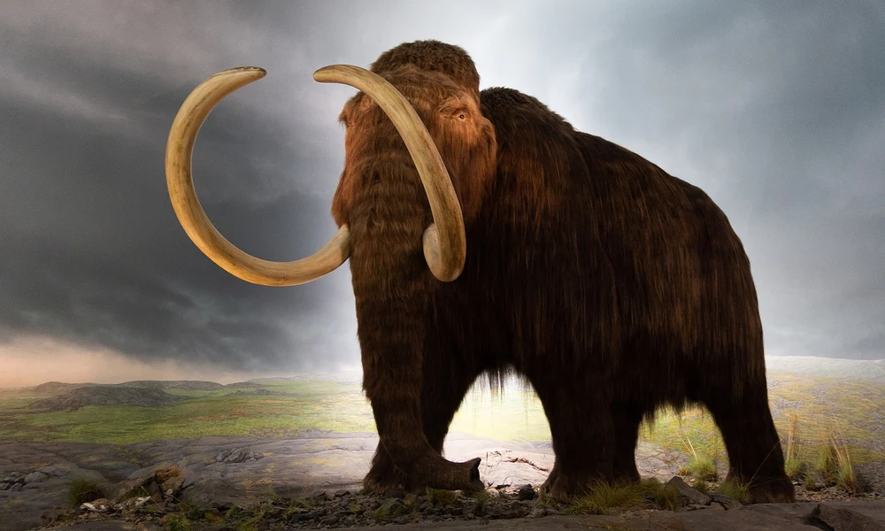 Mamut