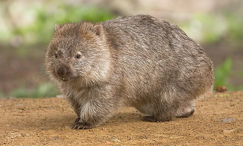 vombat