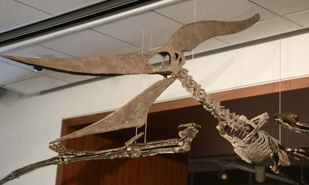 Hórusz, a pteranodon