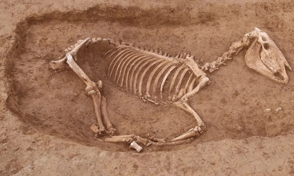 Lócsontváz 
