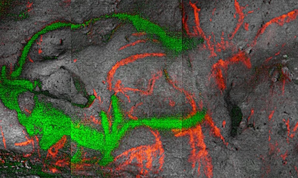 Első alkalommal végezték el a dordogne-i őskőkori barlangrajzok abszolút kormeghatározását