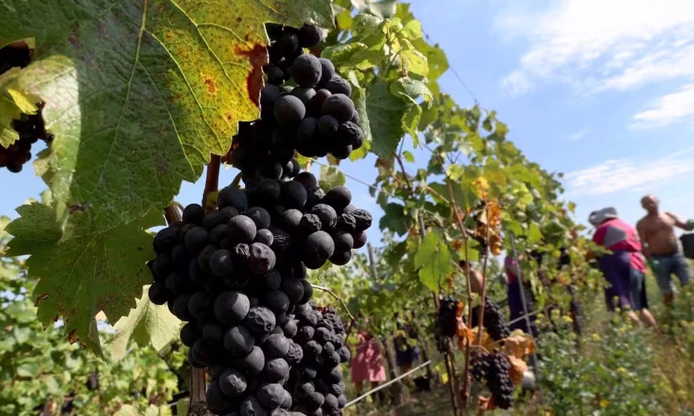 Hatszáz éve változatlan a pinot noir