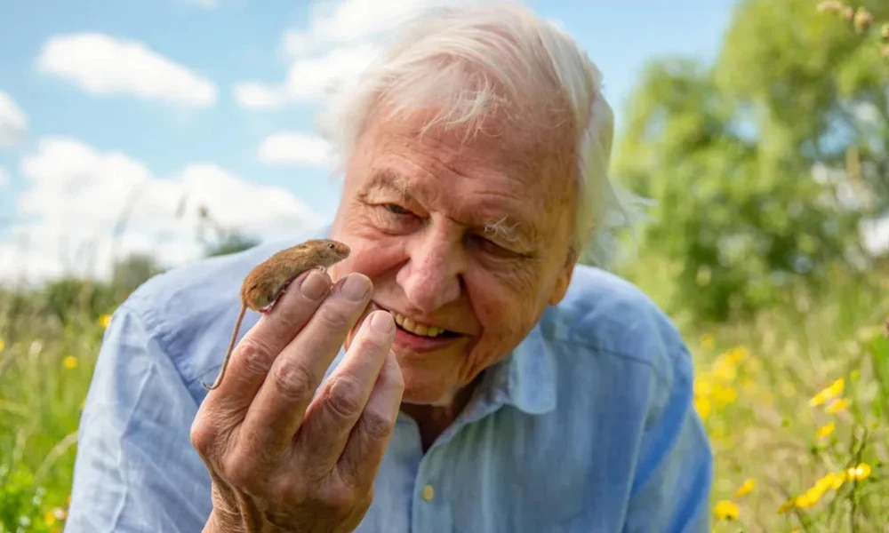 Századik születésnapját ünnepli Sir David Attenborough