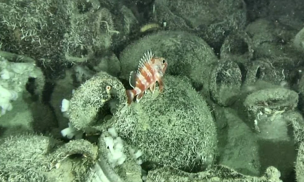 Több száz amforát rejtett a most megtalált hajóroncs