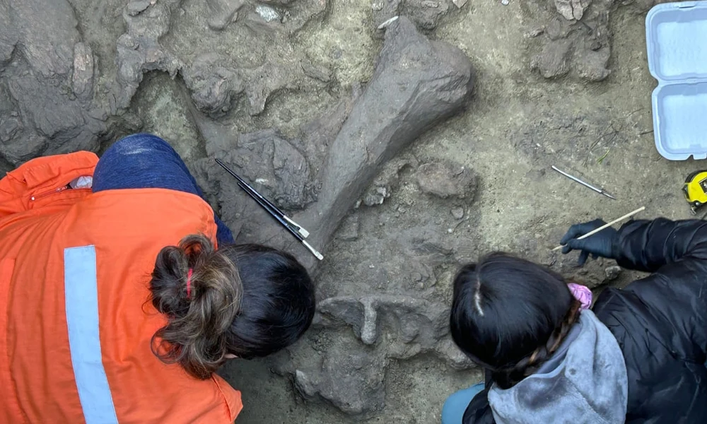Egy eredeti helyzetében (in situ) megőrződött Gomphotheriidae-csonttöredék feltárási és tisztítási folyamatának részlete (Forrás: “First Human Steps in South America” ​​Project Team)